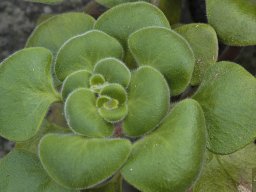 Tenerife2002-2003-022